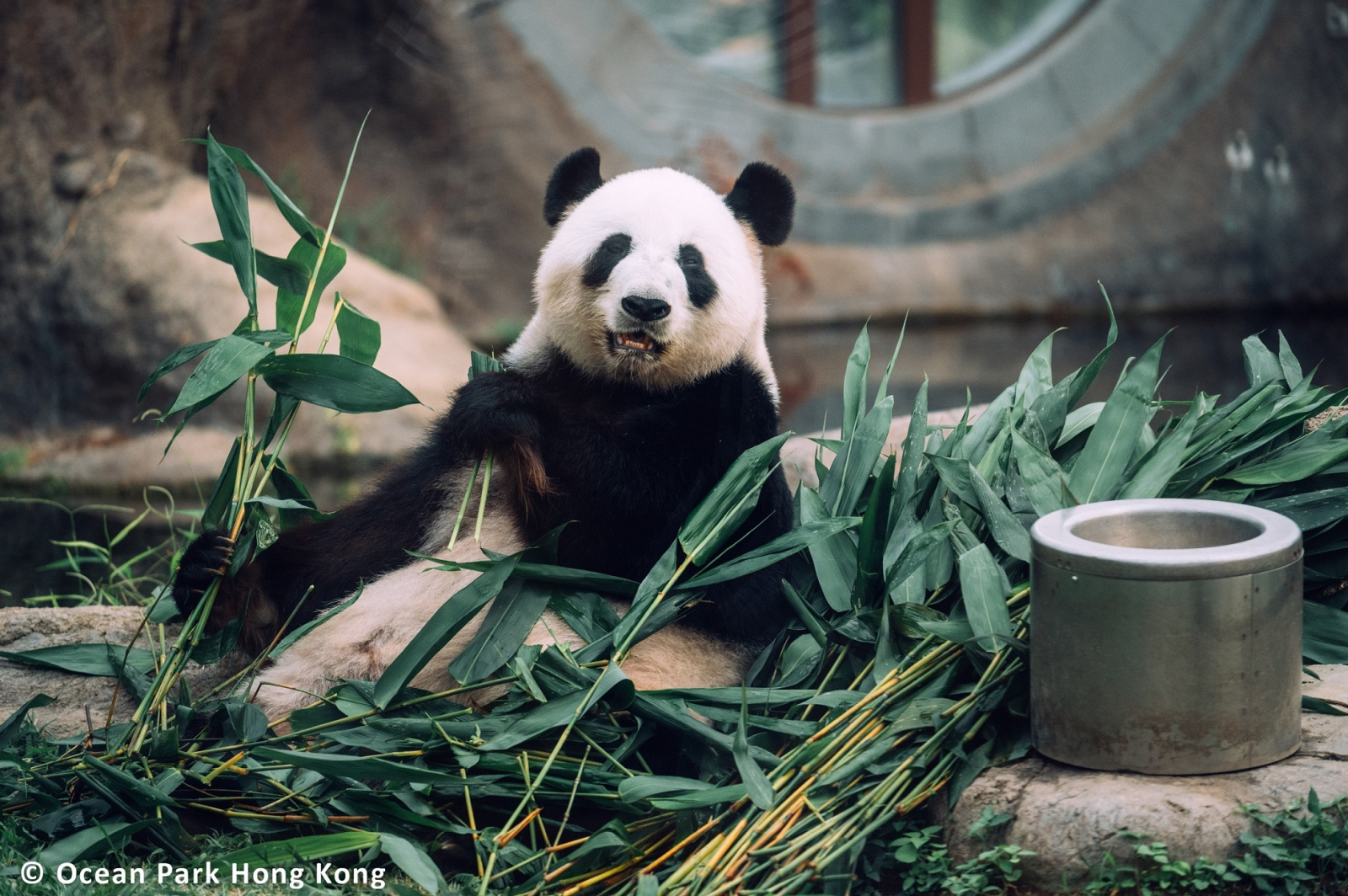 Save the panda, conserve the environment